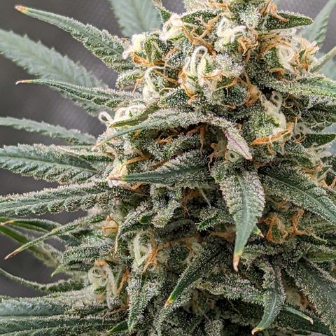 Durban Poison growlog timeline photo