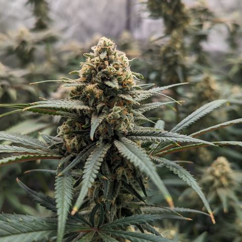 Durban Poison growlog timeline photo