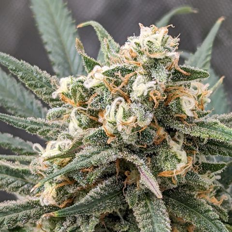 Durban Poison growlog timeline photo