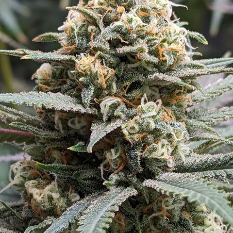 Durban Poison growlog timeline photo
