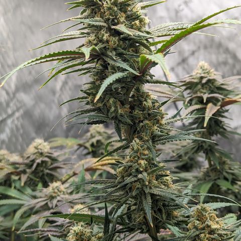 Durban Poison growlog timeline photo