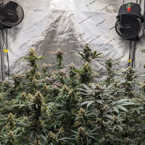 Durban Poison growlog timeline photo