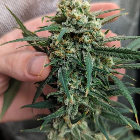 Durban Poison growlog timeline photo