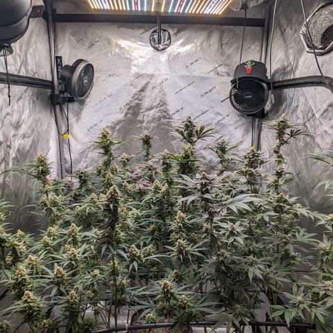Durban Poison growlog timeline photo