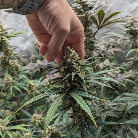 Durban Poison growlog timeline photo