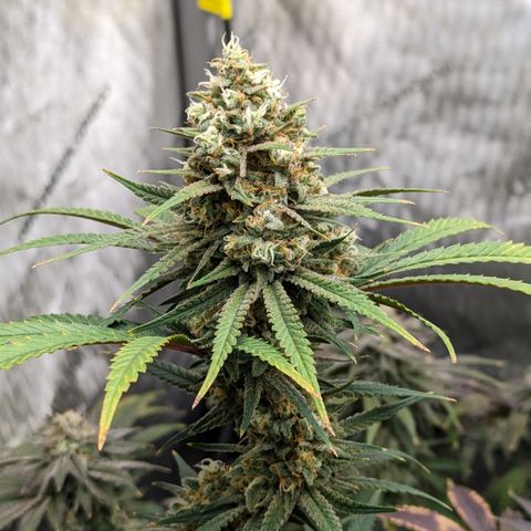 Durban Poison growlog timeline photo