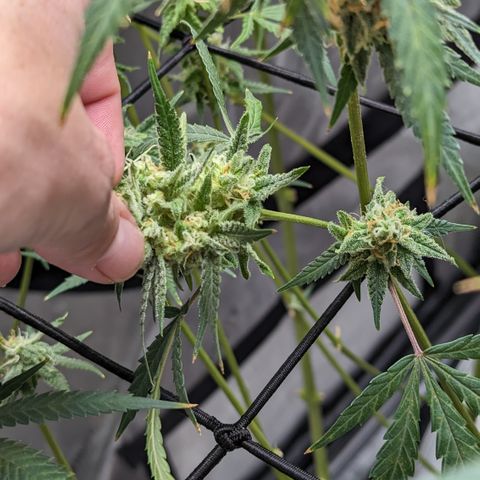 Durban Poison growlog timeline photo