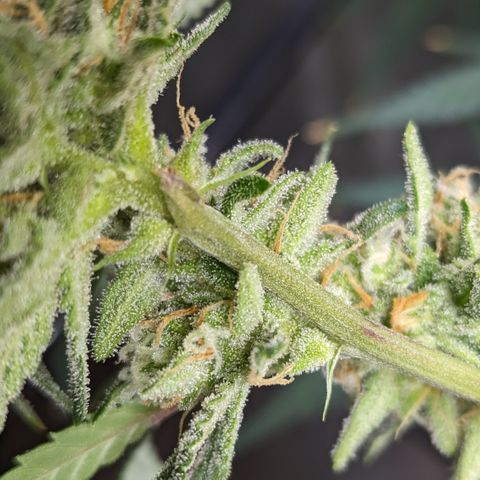 Durban Poison growlog timeline photo