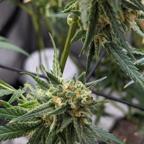 Durban Poison growlog timeline photo