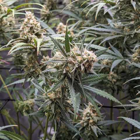Durban Poison growlog timeline photo