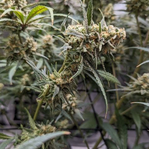 Durban Poison growlog timeline photo