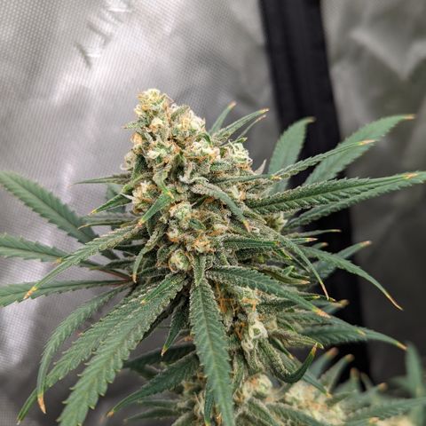 Durban Poison growlog timeline photo