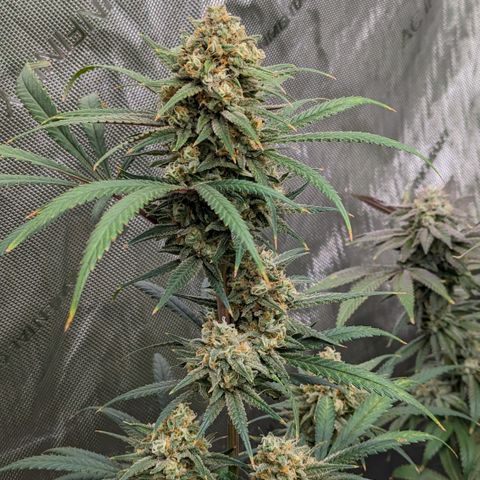 Durban Poison growlog timeline photo