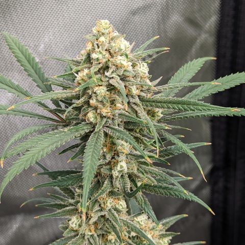 Durban Poison growlog timeline photo