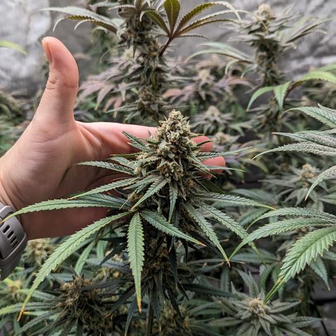 Durban Poison growlog timeline photo