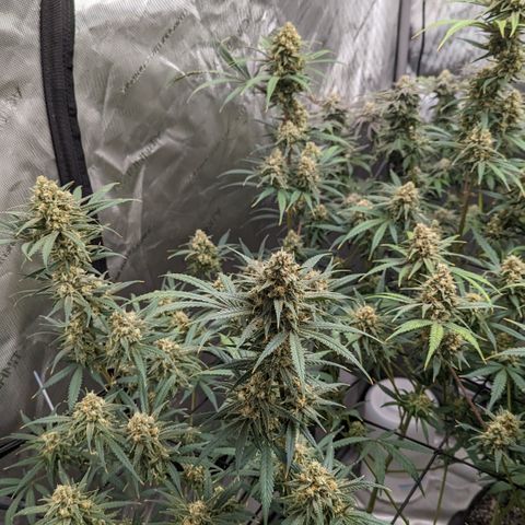 Durban Poison growlog timeline photo