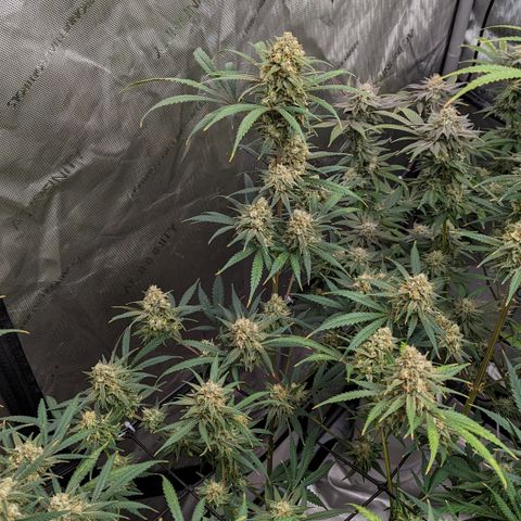 Durban Poison growlog timeline photo