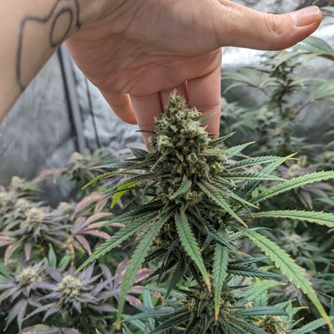 Durban Poison growlog timeline photo