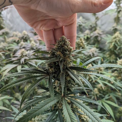 Durban Poison growlog timeline photo