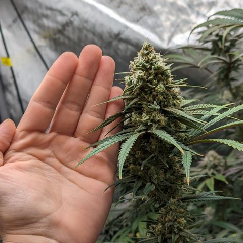 Durban Poison growlog timeline photo