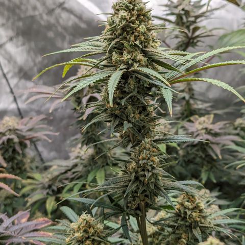 Durban Poison growlog timeline photo