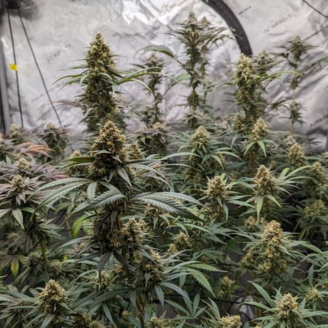 Durban Poison growlog timeline photo