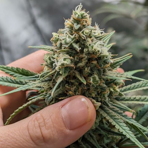 Durban Poison growlog timeline photo