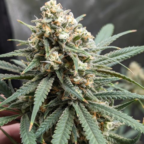 Durban Poison growlog timeline photo