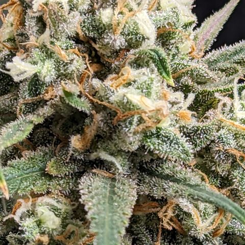 Durban Poison growlog timeline photo