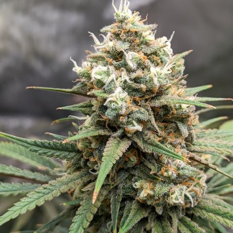 Durban Poison growlog timeline photo