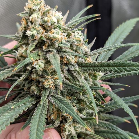 Durban Poison growlog timeline photo