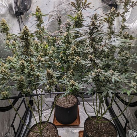 Durban Poison growlog timeline photo