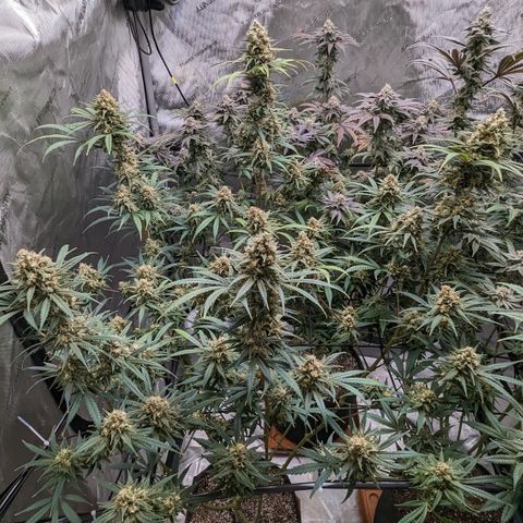 Durban Poison growlog timeline photo