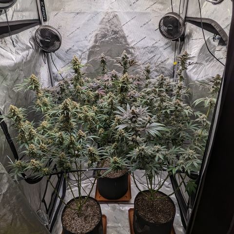 Durban Poison growlog timeline photo