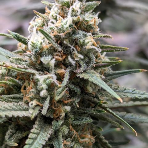 Durban Poison growlog timeline photo