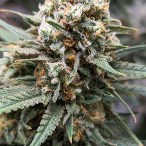 Durban Poison growlog timeline photo
