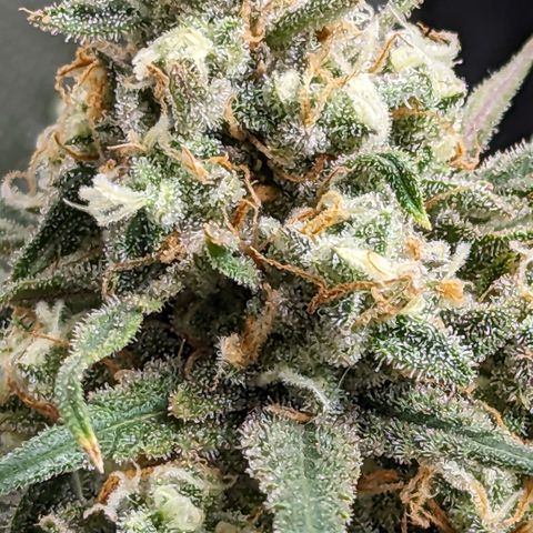 Durban Poison growlog timeline photo
