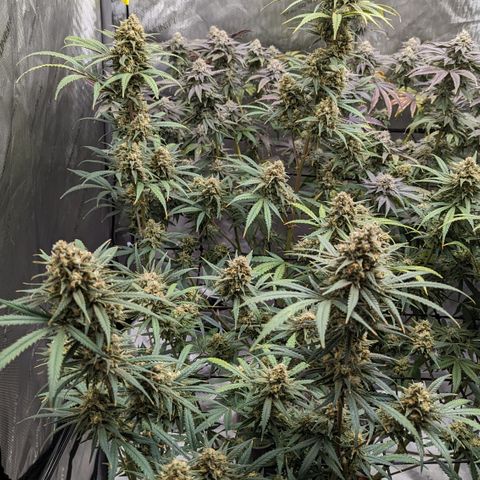 Durban Poison growlog photo: 130 ppm on run off