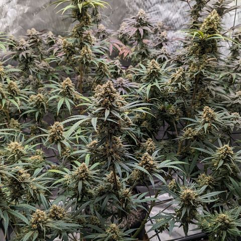 Durban Poison growlog photo: 130 ppm on run off