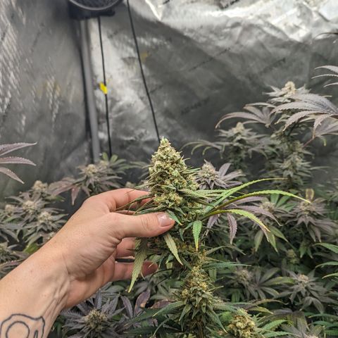 Durban Poison growlog timeline photo
