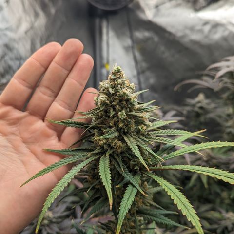 Durban Poison growlog timeline photo