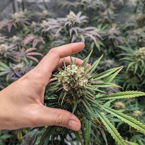 Durban Poison growlog timeline photo