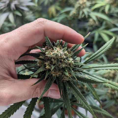 Durban Poison growlog timeline photo