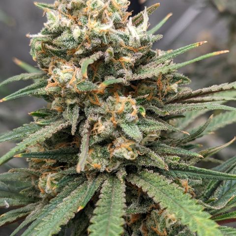 Durban Poison growlog timeline photo