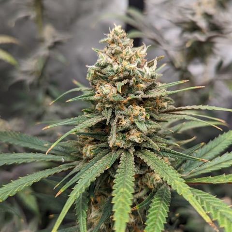 Durban Poison growlog timeline photo