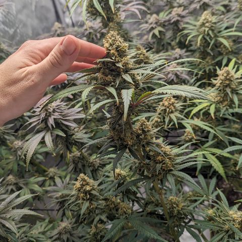 Durban Poison growlog timeline photo