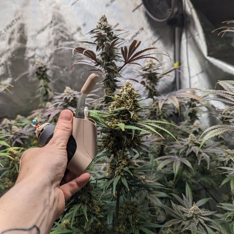 Durban Poison growlog timeline photo