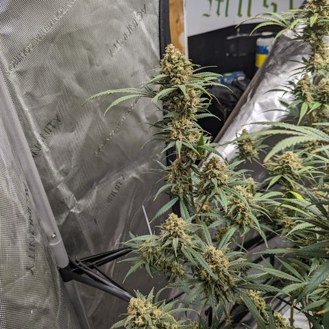 Durban Poison growlog timeline photo