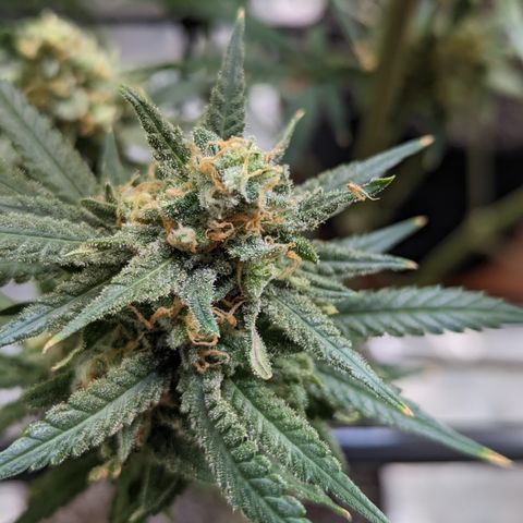 Durban Poison growlog timeline photo