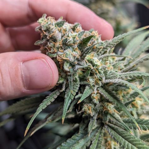 Durban Poison growlog timeline photo